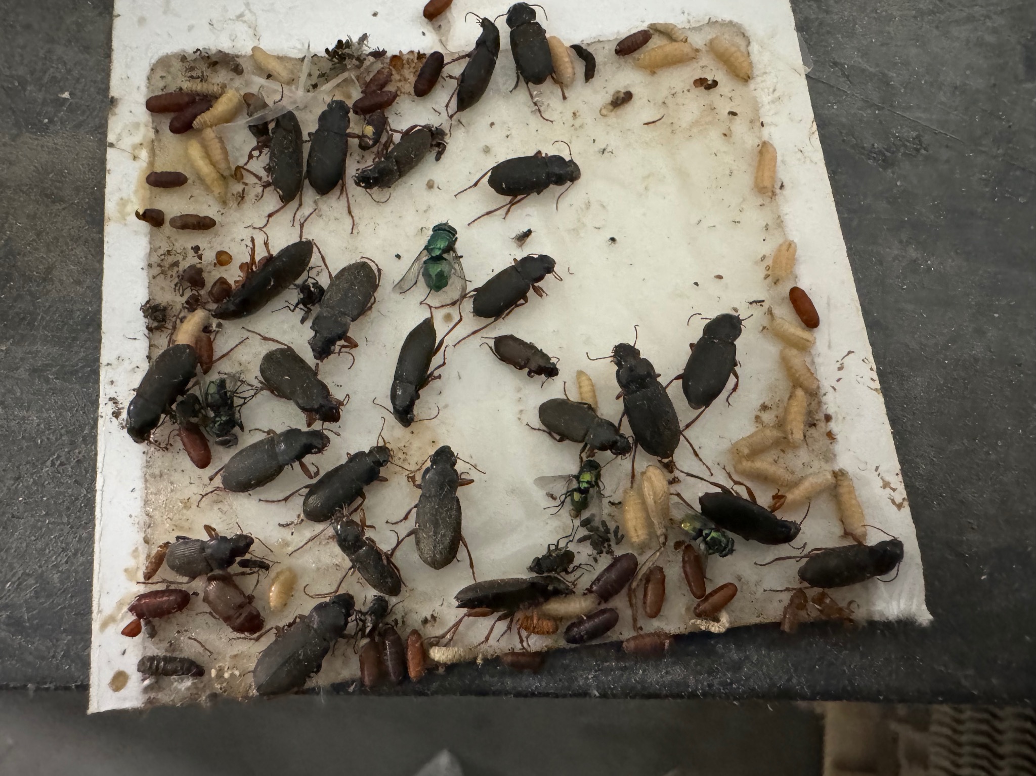 Pułapka lepowa z dużą ilością martwych owadów, w tym chrząszczy i much, na białej powierzchni. Widoczne larwy i poczwarki. Efekt dezynsekcji.