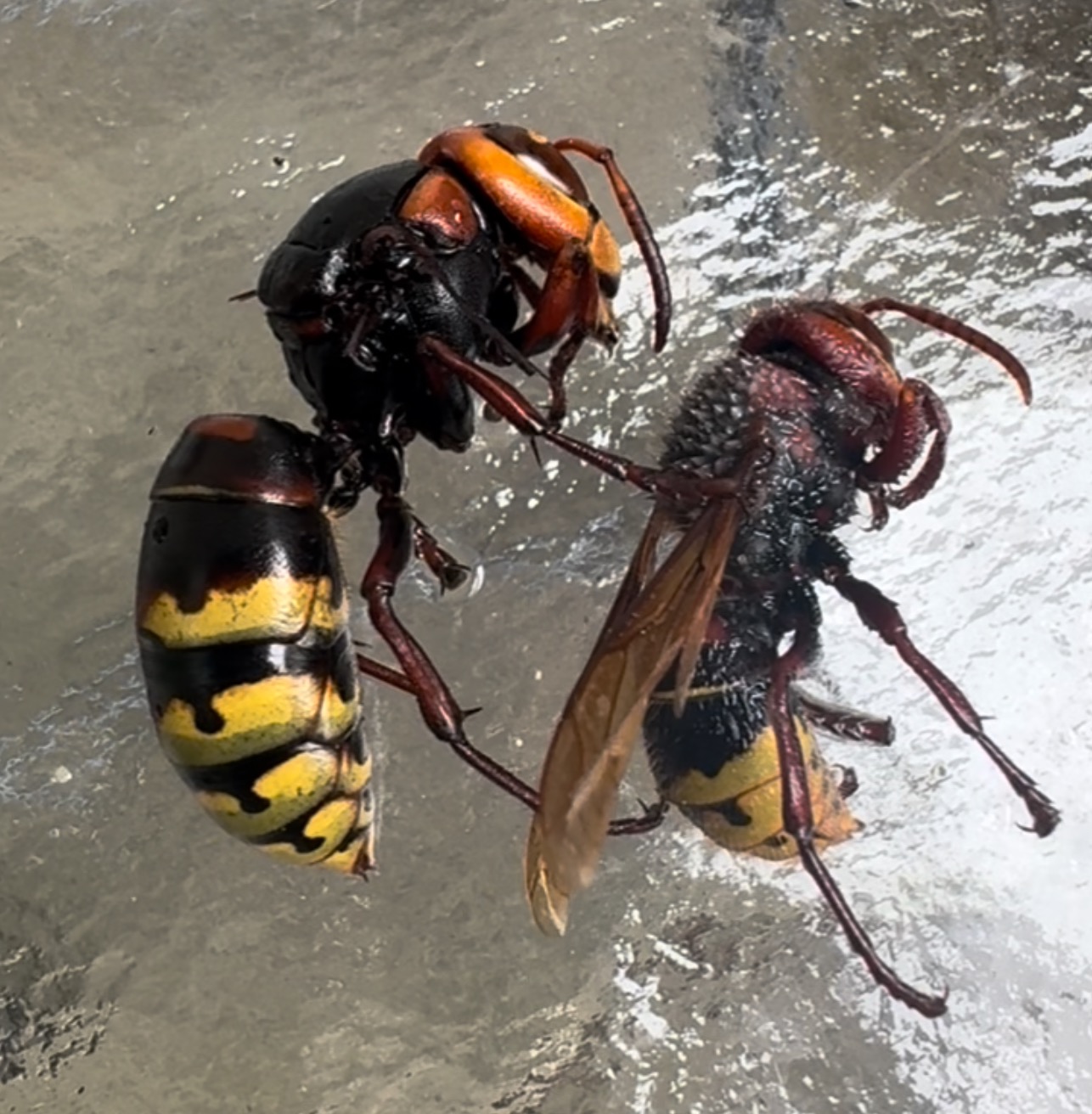 Martwe szerszenie na szklanej powierzchni. Widoczne detale owadów: segmentowany odwłok w żółto-czarne paski i przezroczyste skrzydła. Bliski plan, ostre światło.