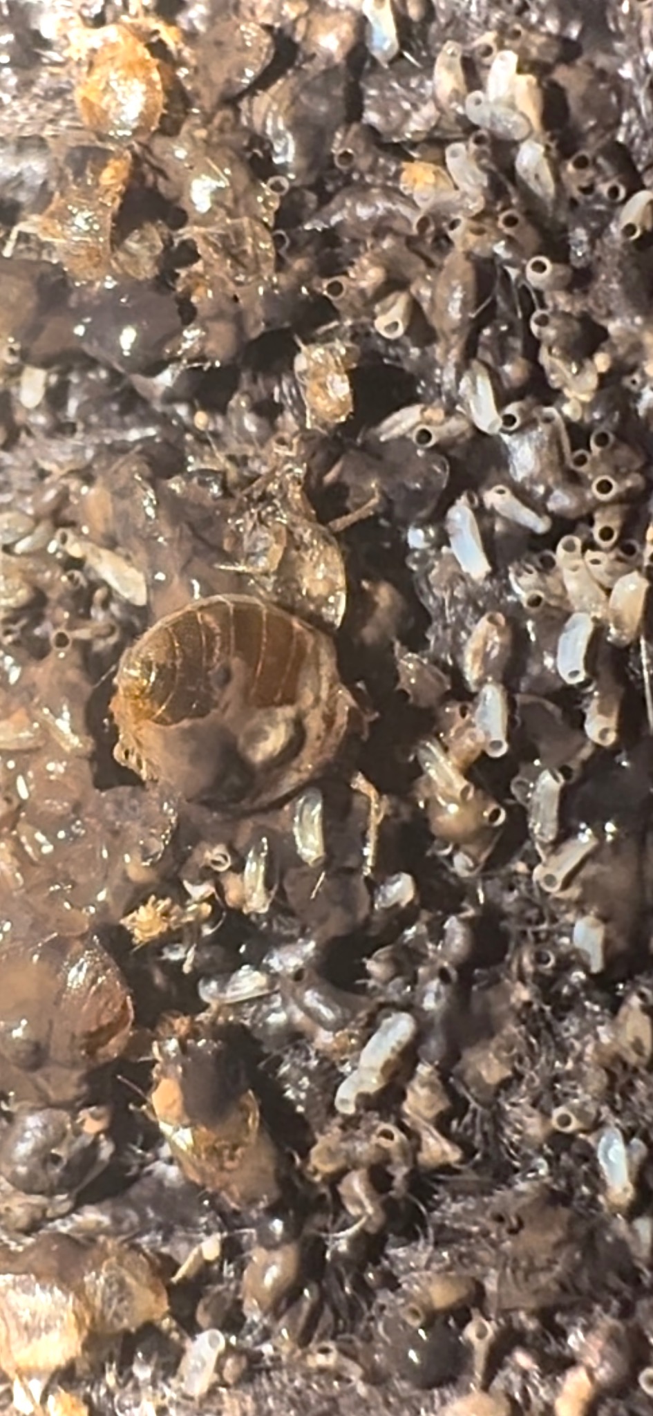 Bliskie ujęcie kolonii szkodników z wyraźnie widocznymi osobnikami i ich jajami, ukazujące szczegóły infestacji na ciemnym, organicznym podłożu.