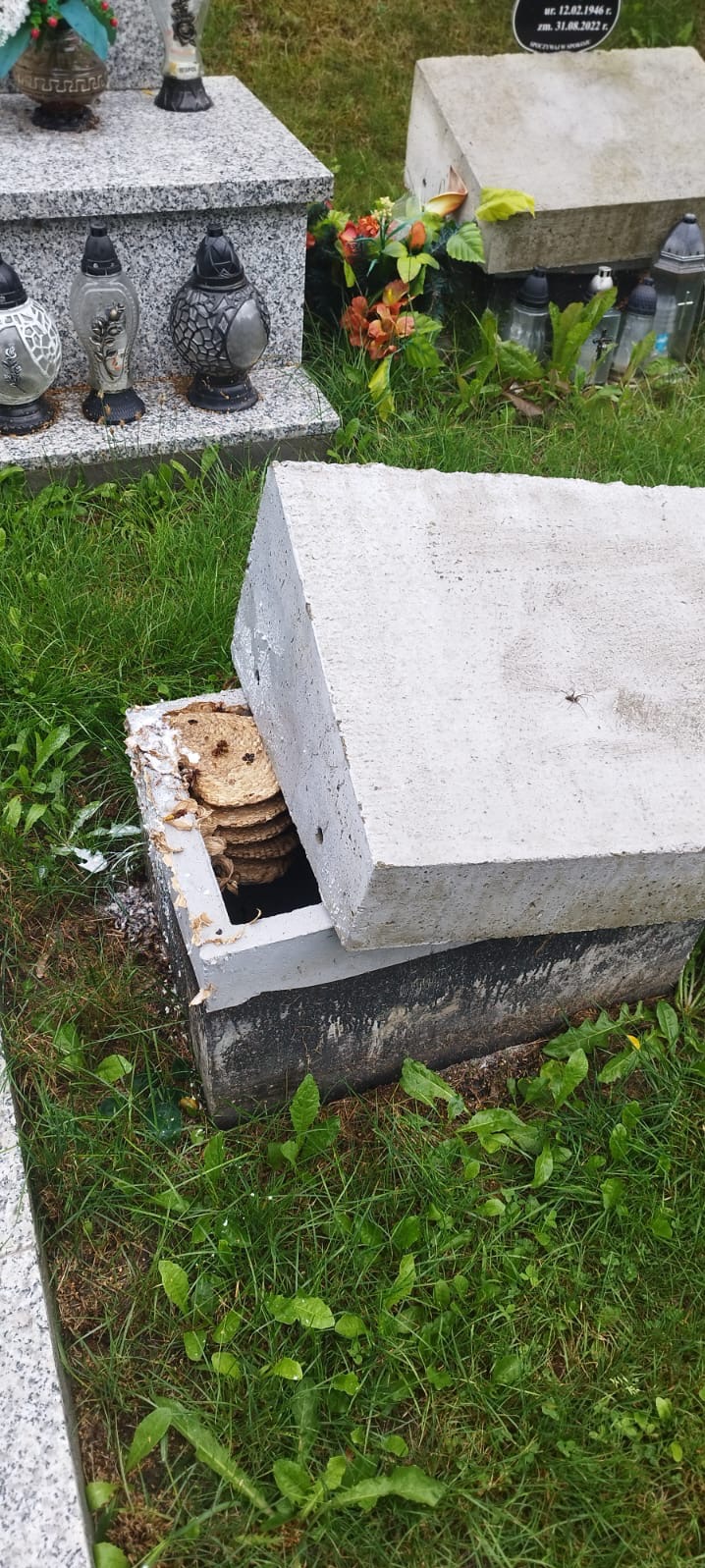 Gniazdo os w betonowej obudowie nagrobka, częściowo otwarte. Widoczne plastry gniazda i kilka owadów. Trawa wokół, w tle nagrobki i znicze.