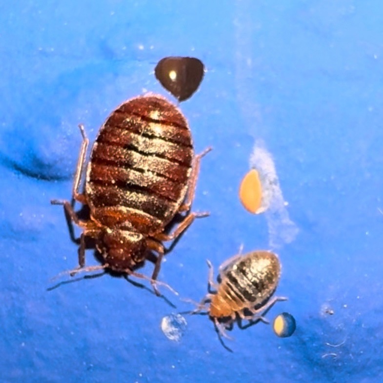 Dwa pluskwy domowe, dorosły osobnik i nimfa, obok kropla krwi i jajo na niebieskim tle. Makro, ostre światło.