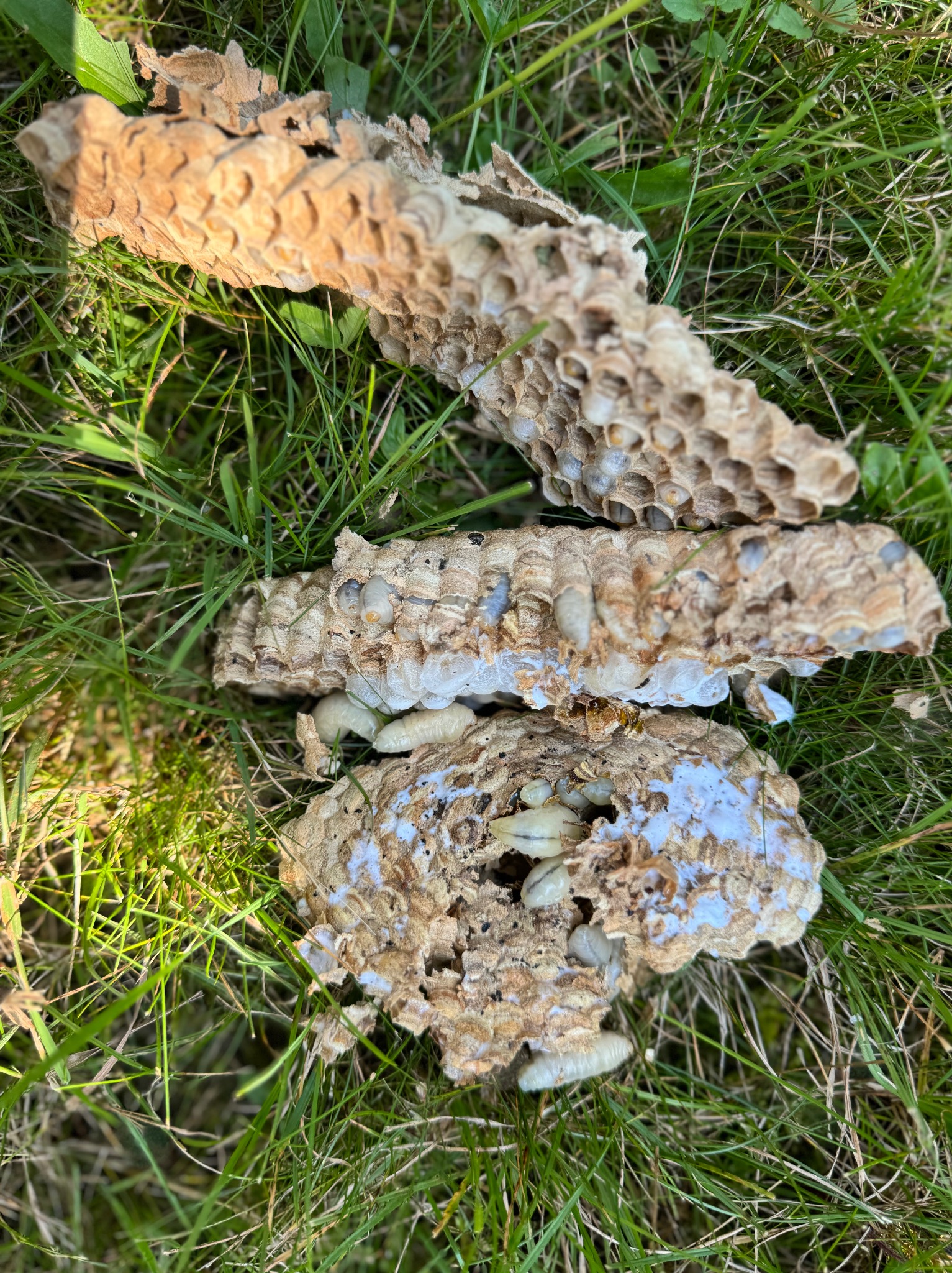 Uszkodzone gniazdo os na trawie, widoczne larwy i resztki konstrukcji plastra miodu. Gniazdo po dezynsekcji, z bliska, z zielonym tłem trawy.