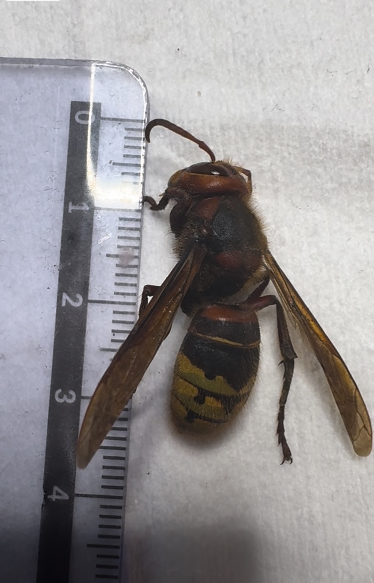 Szerszeń europejski obok linijki, ukazujący jego rozmiar. Owad leży na jasnym tle, skrzydła rozłożone, widoczne czarno-żółte paski na odwłoku.