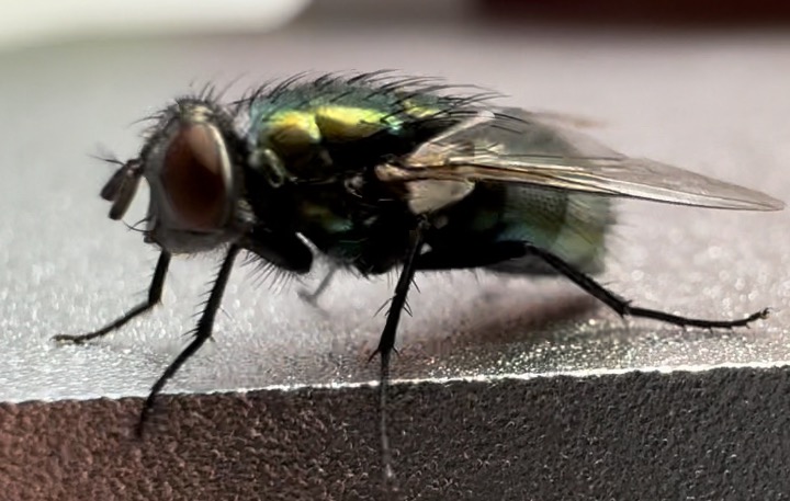 Zbliżenie muchy plujki z zielonym, metalicznym połyskiem na tułowiu, siedzącej na szarej powierzchni. Widoczne detale budowy owada: oczy, odnóża, skrzydła.