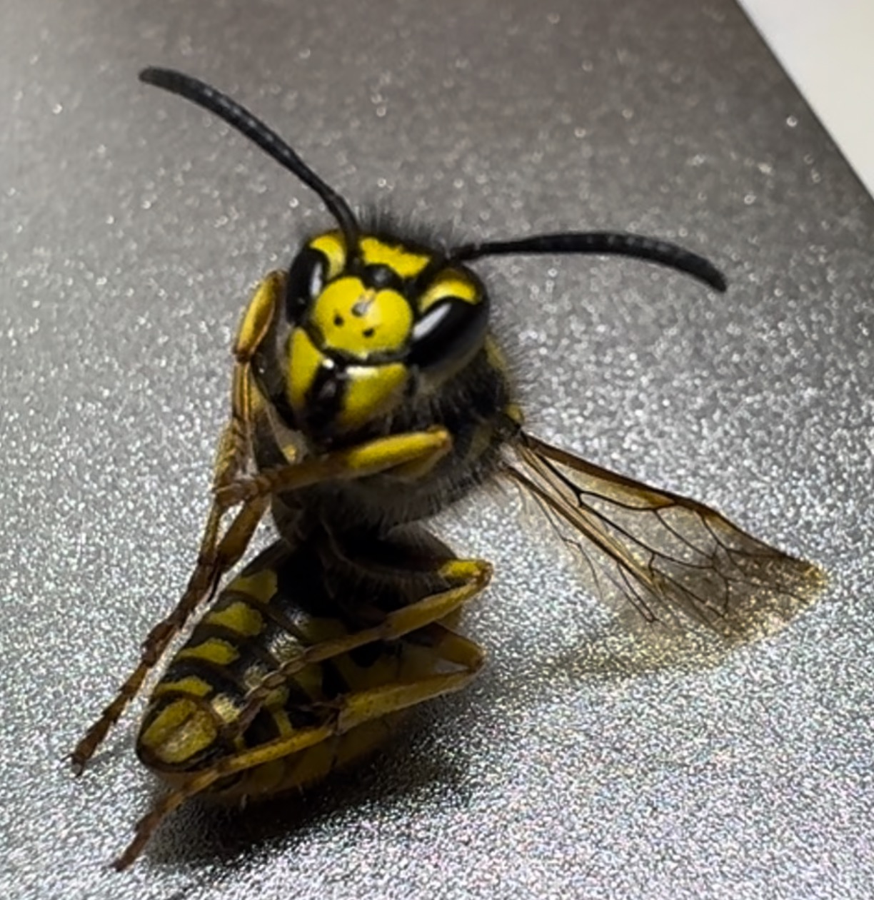 Martwa osa z charakterystycznym żółto-czarnym ubarwieniem, leżąca na boku na srebrnym tle. Widoczne detale skrzydeł i odnóży.