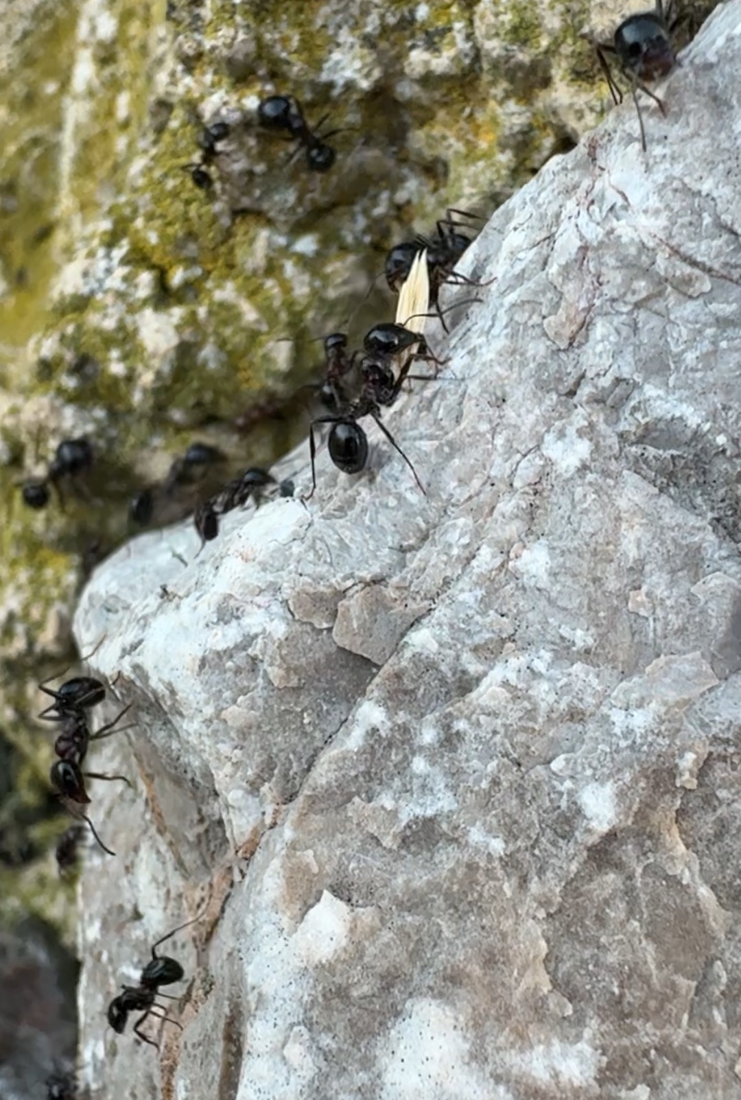 Mrówki na kamieniu transportują znaleziony pokarm. Widoczne szczegóły budowy mrówek i struktury kamienia. Kolonia mrówek w naturalnym środowisku.