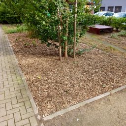 Wycinka drzew Wrocław 3