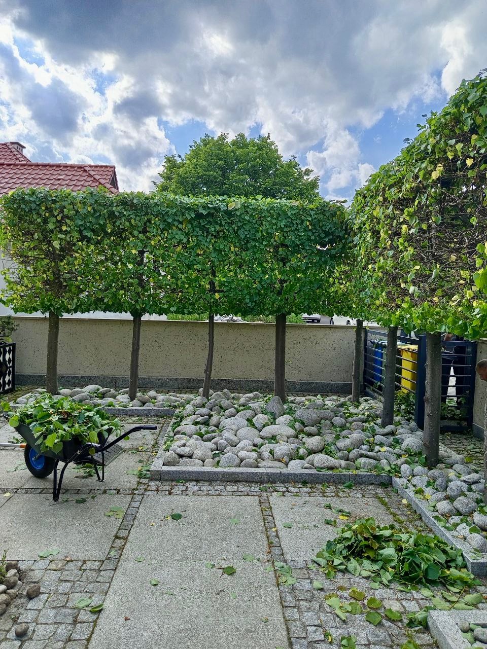 Równo przycięte drzewa w ogrodzie z dekoracyjnymi kamieniami, taczka z obciętymi gałęziami. Widok na dom i błękitne niebo w tle. Porządek po strzyżeniu.