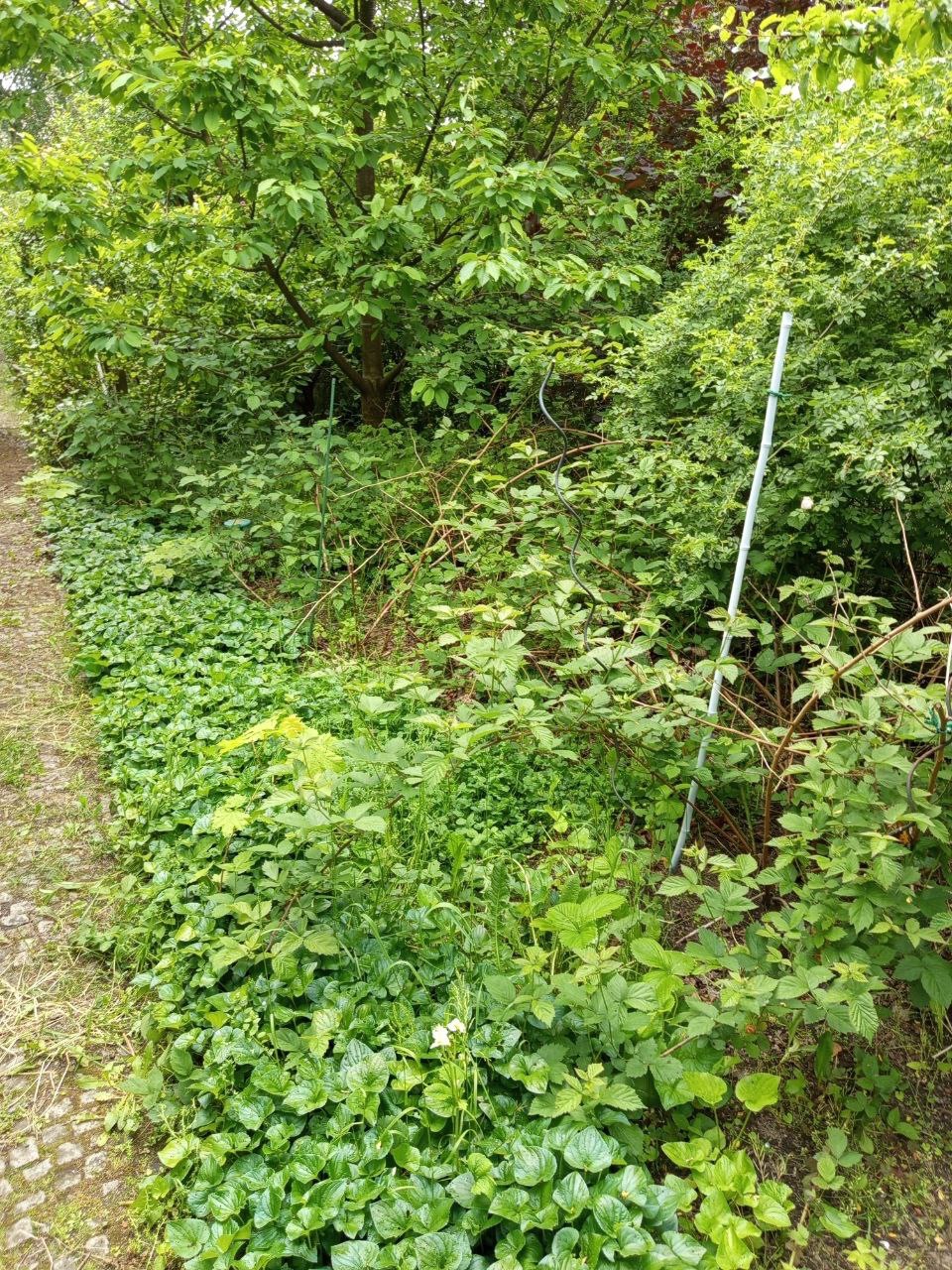 Zarośnięty ogród z bujną roślinnością, widoczne drzewa, krzewy i pnącza, wymagający pielęgnacji. Biała tyczka wbita w ziemię. Kamienny chodnik z lewej strony.