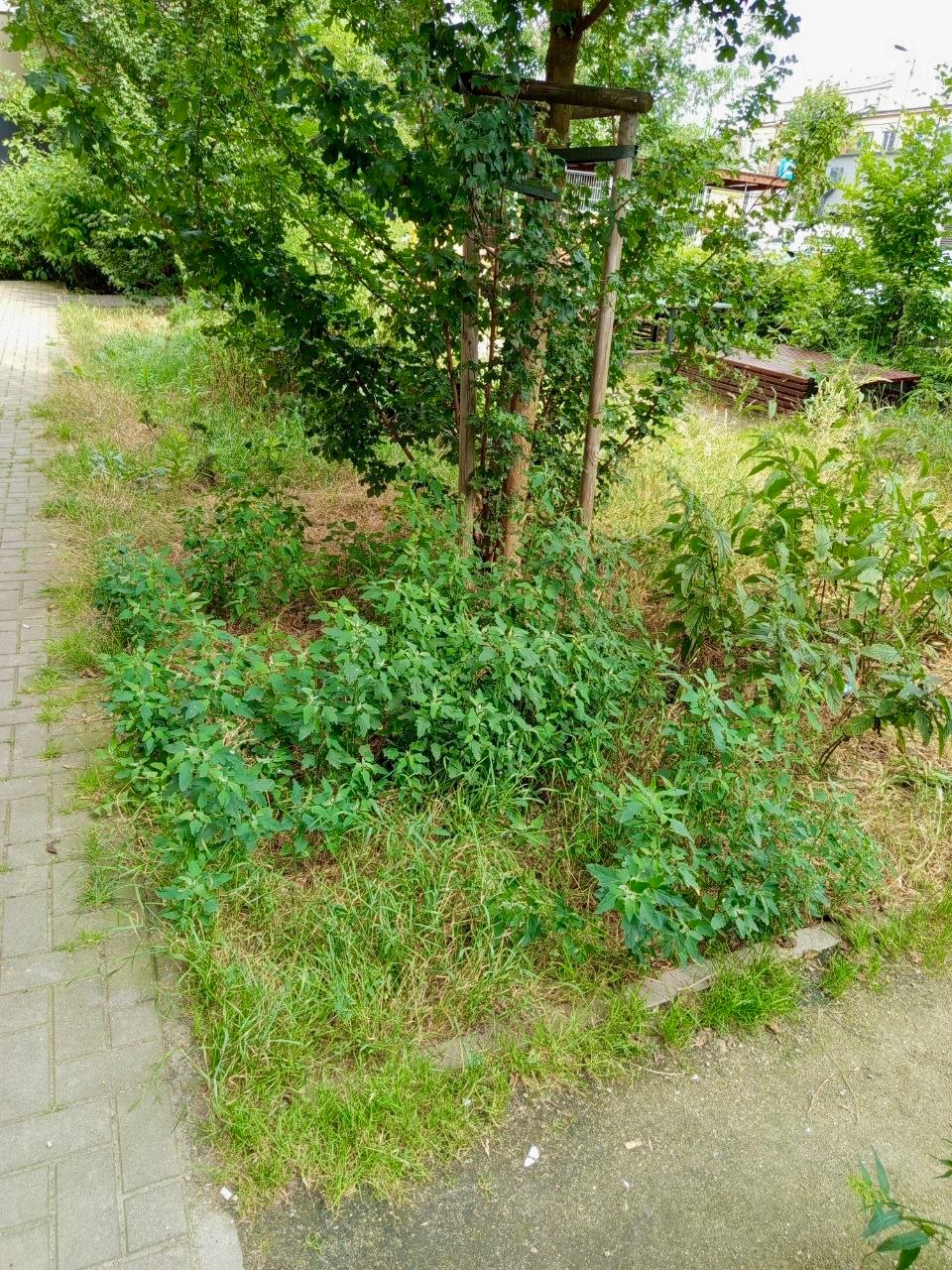 Zarośnięty fragment ogrodu z młodym drzewem podpartym drewnianą konstrukcją. Widoczne chwasty i trawa wymagające interwencji ogrodniczej.
