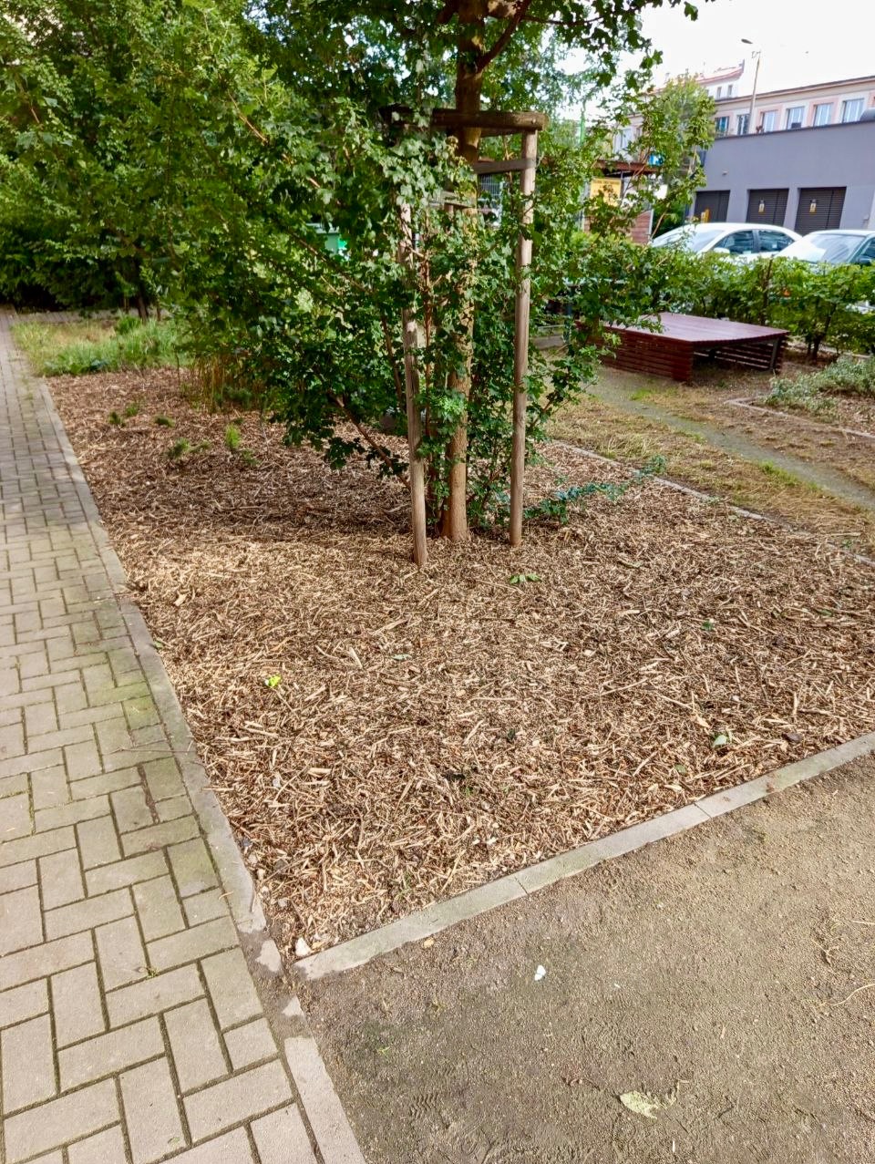 Kwadratowa rabata z młodym drzewem podpartym drewnianą konstrukcją, wysypana korą, obrzeża wyłożone kostką. W tle zieleń, budynek i zaparkowane auta.