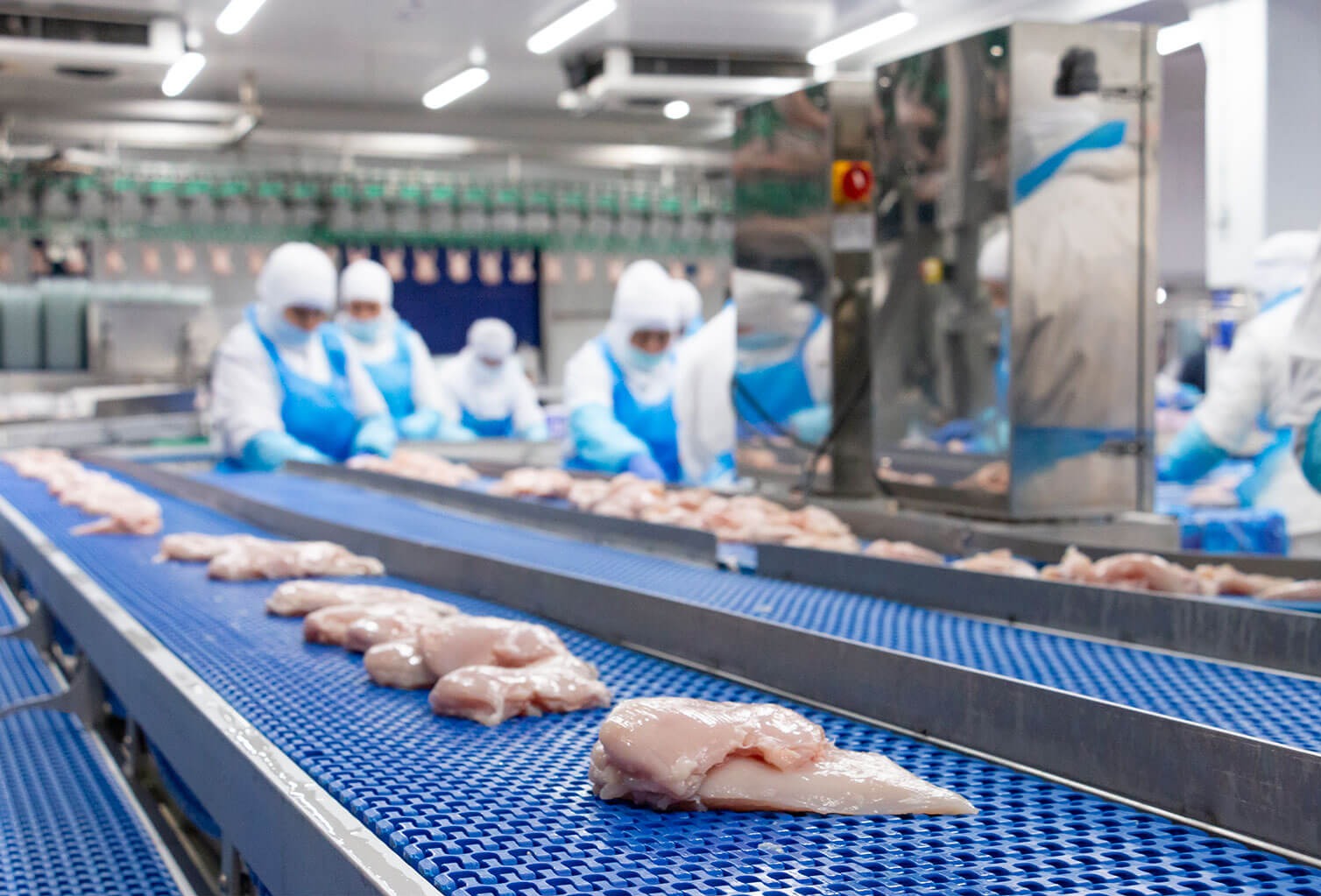 Linia produkcyjna mięsa w Warszawie. Pracownicy w odzieży ochronnej przy taśmie z surowym drobiem. Detal: niebieska taśma transportowa i stalowe maszyny.