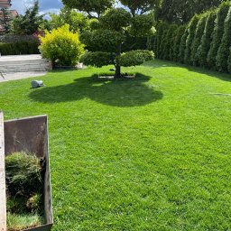 VIRIDIS Usługi Ogrodnicze Jakub Wszelaki - Świeżo założony trawnik z rolki, wózek z darni na pierwszym planie, formowane drzewo i rząd tuj w tle. Widok na zadbany ogród w słoneczny dzień.