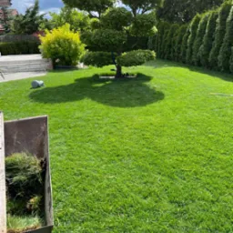 Świeżo założony trawnik z rolki, wózek z darni na pierwszym planie, formowane drzewo i rząd tuj w tle. Widok na zadbany ogród w słoneczny dzień.