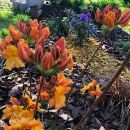 Rabata z kwitnącymi, pomarańczowo-czerwonymi azaliami na tle kory i żółtych zrębków. W tle widoczne inne rośliny i fragment trawnika, tworzące malowniczy zakątek ogrodu.