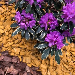 VIRIDIS Usługi Ogrodnicze Jakub Wszelaki - Kwitnący krzew rododendrona z fioletowymi kwiatami i obrzeżonymi liśćmi, otoczony korą w dwóch odcieniach: żółtym i brązowym.