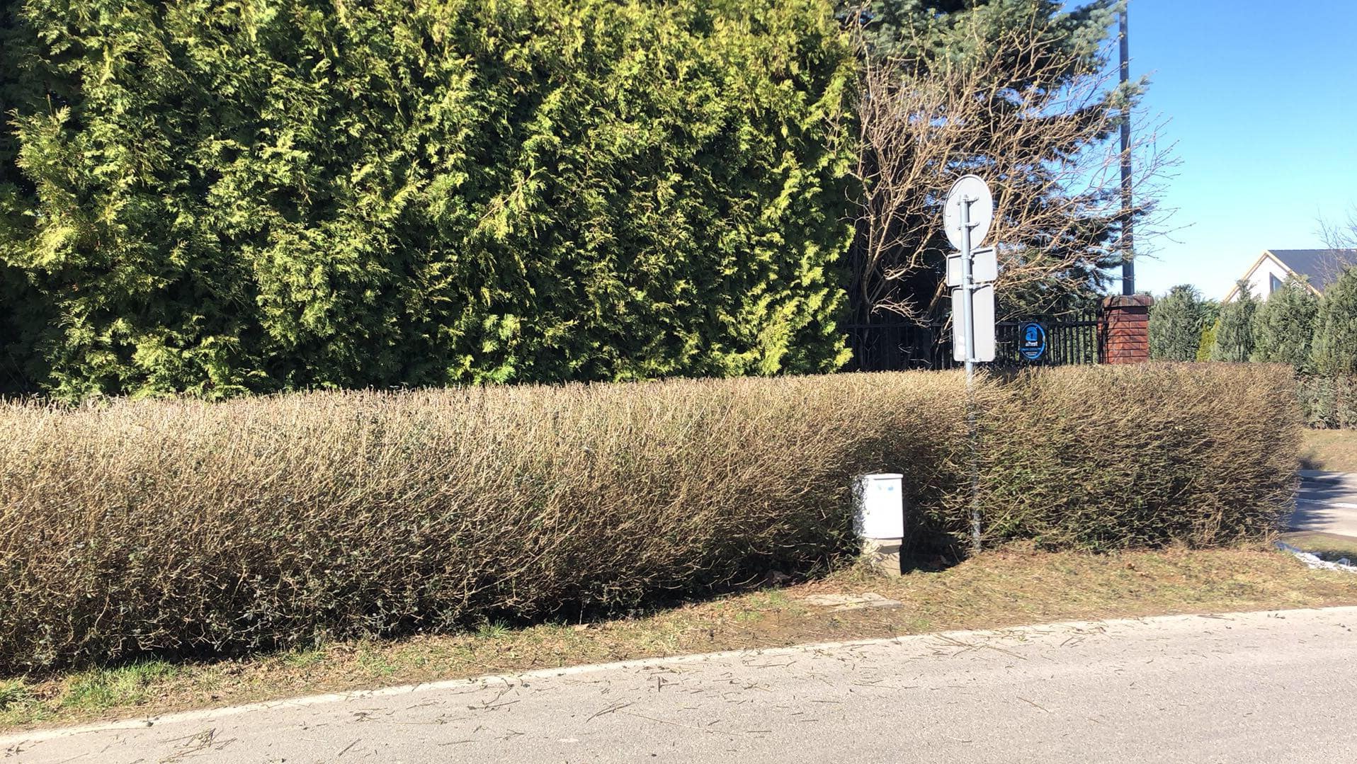 Równy, brązowy żywopłot z widoczną skrzynką elektryczną na tle zielonych tuj i znaku drogowego. Ujęcie z poziomu ulicy w słoneczny dzień.