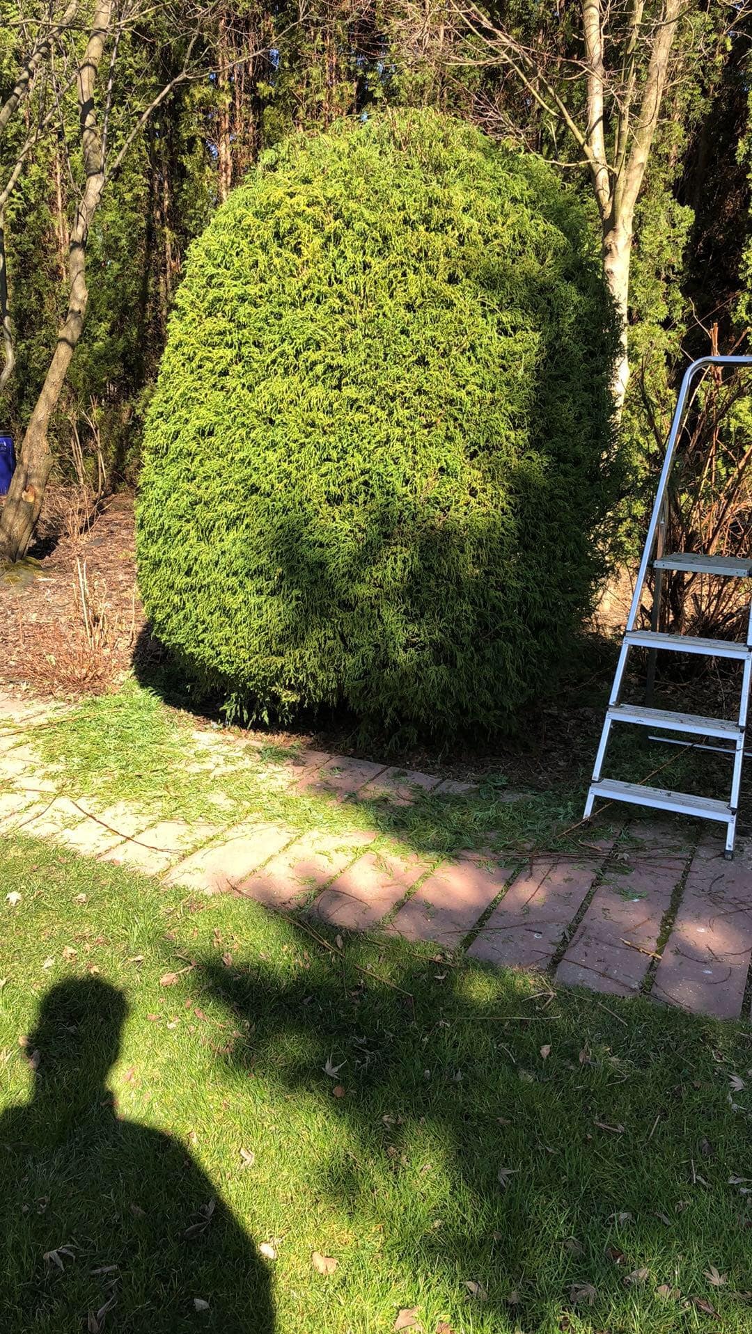 Krzew o kulistym kształcie po przycięciu, z leżącymi obok gałązkami. Obok krzewu stoi drabina. W tle drzewa i cień osoby na trawie.