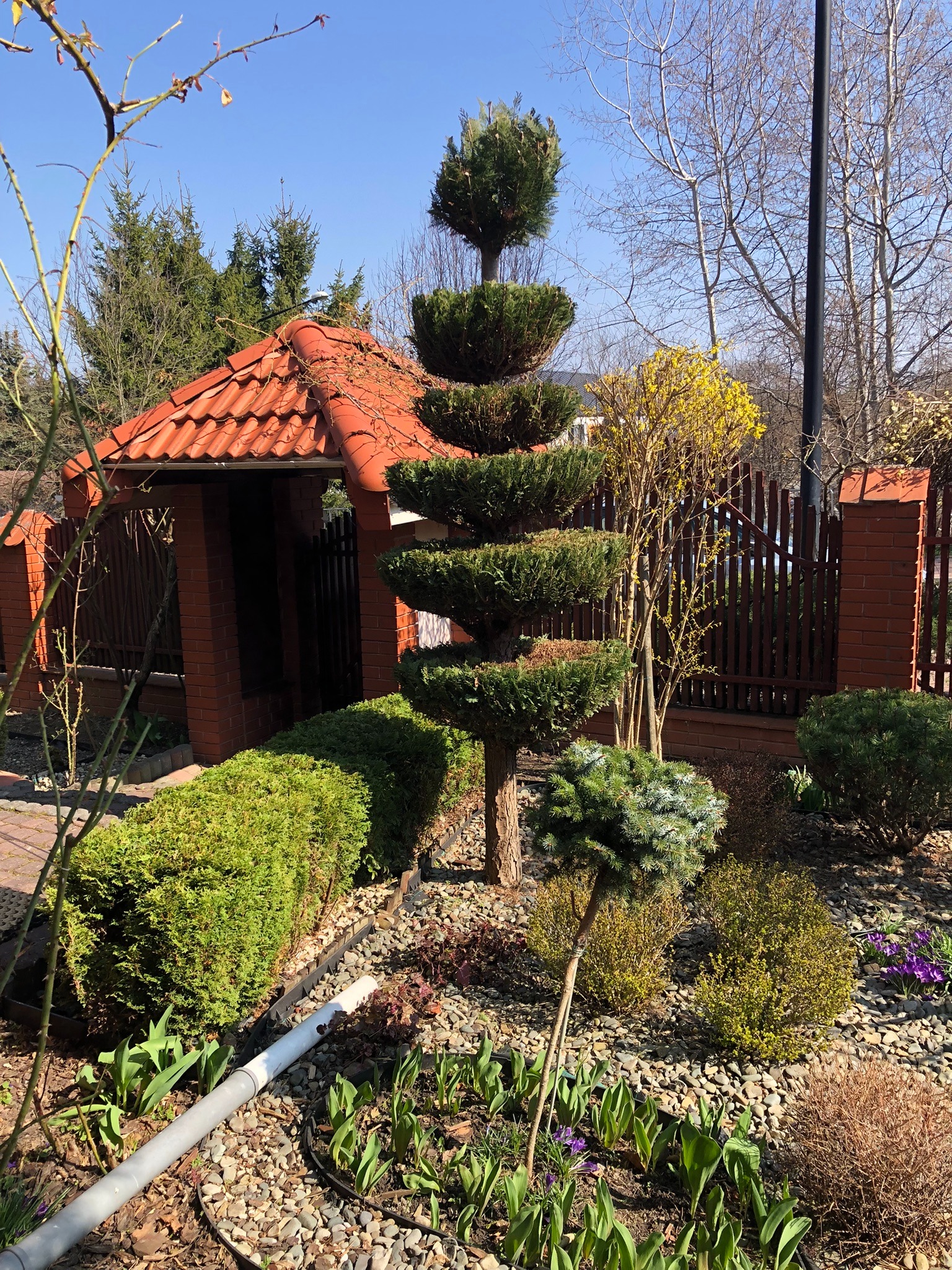 Ogród z formowanymi krzewami i drzewami iglastymi, kora, kamień, budka z czerwoną dachówką w tle. Słoneczny dzień, błękitne niebo, wiosenny krajobraz.