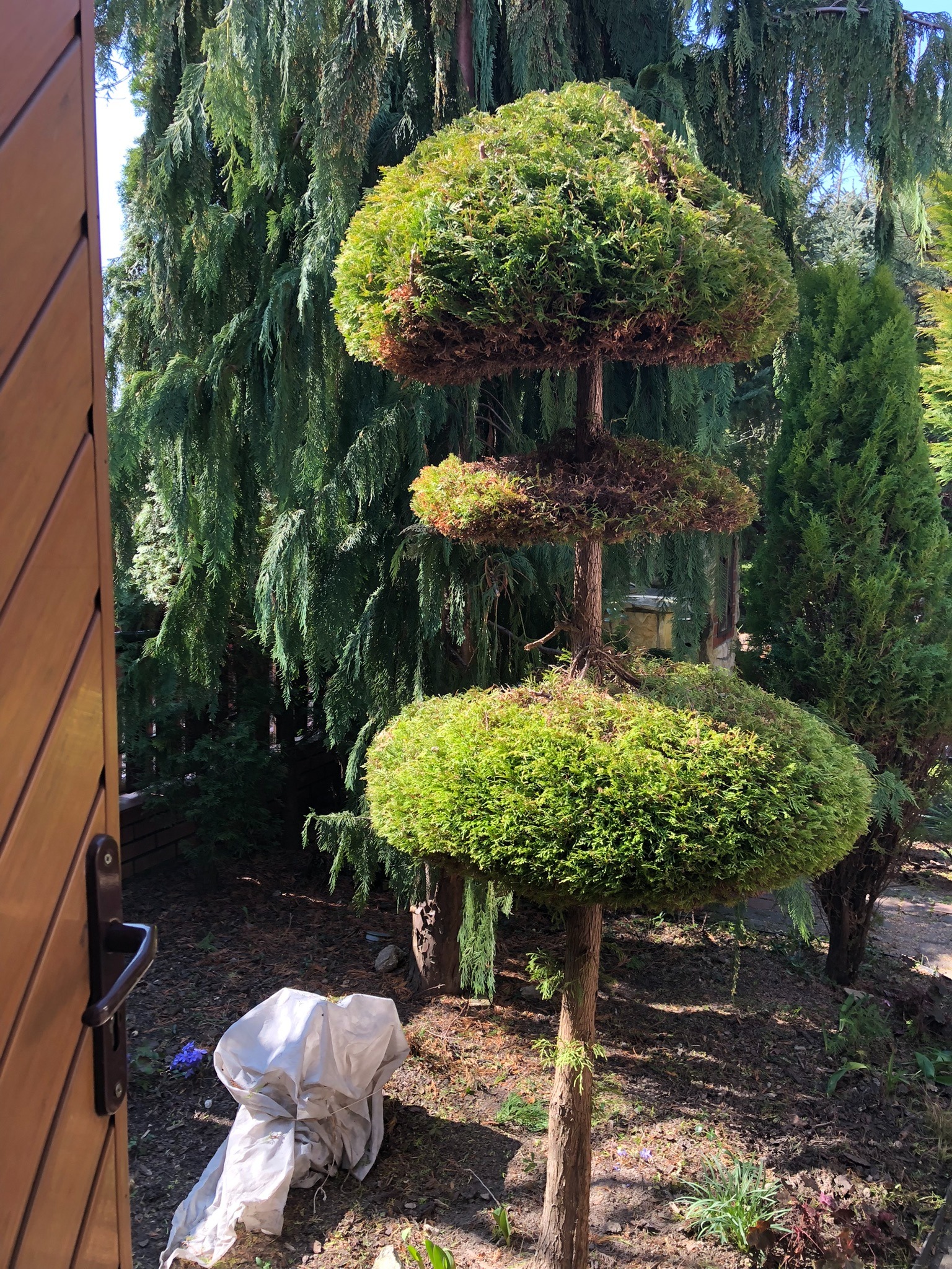 Ozdobne drzewko w ogrodzie, formowane w trzy okrągłe poziomy. W tle inne drzewa, widoczne przez otwarte drzwi. Drobne kwiaty i plandeka na ziemi.