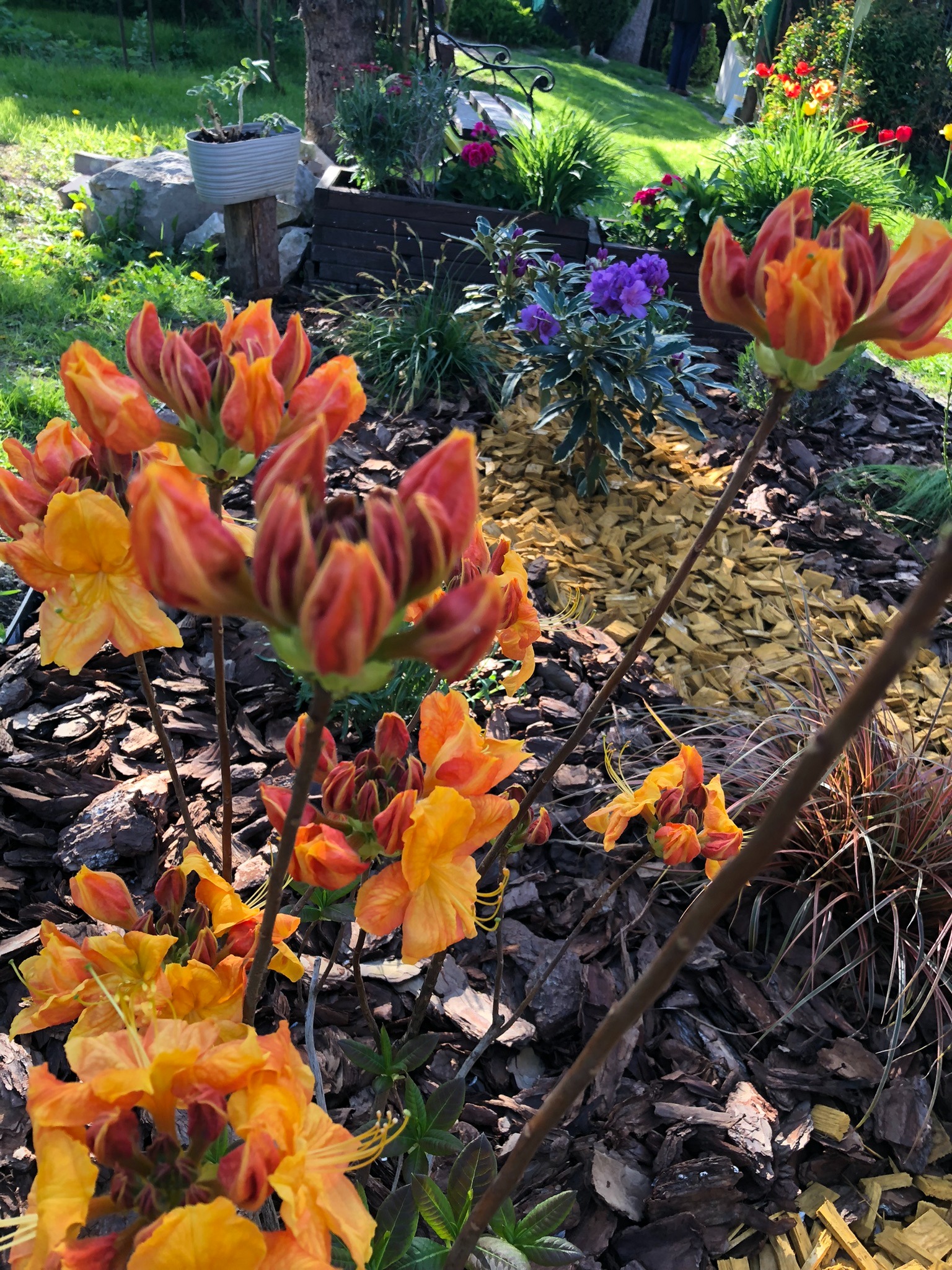 Rabata z kwitnącymi, pomarańczowo-czerwonymi azaliami na tle kory i żółtych zrębków. W tle widoczne inne rośliny i fragment trawnika, tworzące malowniczy zakątek ogrodu.