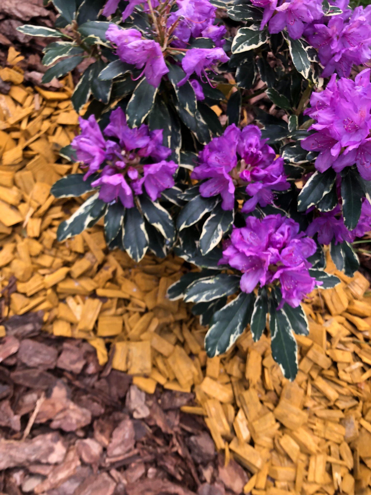 Kwitnący krzew rododendrona z fioletowymi kwiatami i obrzeżonymi liśćmi, otoczony korą w dwóch odcieniach: żółtym i brązowym.