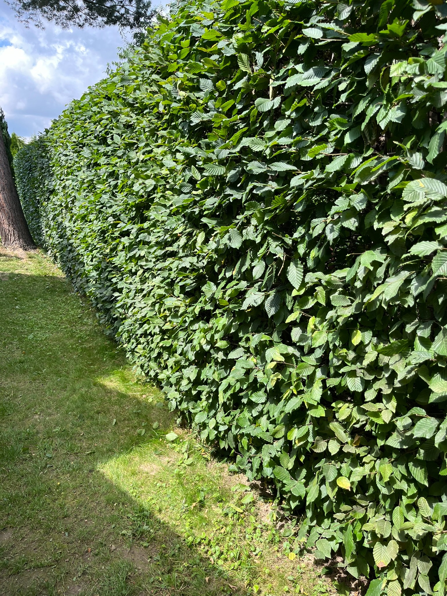 Długi, gęsty żywopłot z grabu tworzy zieloną ścianę w ogrodzie. Obok żywopłotu trawnik, cień drzewa. Ujęcie z dołu podkreśla wysokość i gęstość żywopłotu.