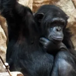 Zamyślony szympans z ręką pod brodą siedzi na tle skał. Widoczne futro i mimika małpy. Neutralne oświetlenie, bliski plan.