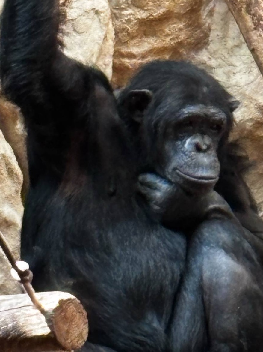 Zamyślony szympans z ręką pod brodą siedzi na tle skał. Widoczne futro i mimika małpy. Neutralne oświetlenie, bliski plan.