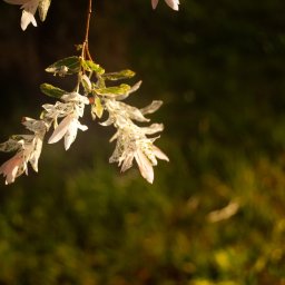 Alan Tyszka - Fotografia Natury