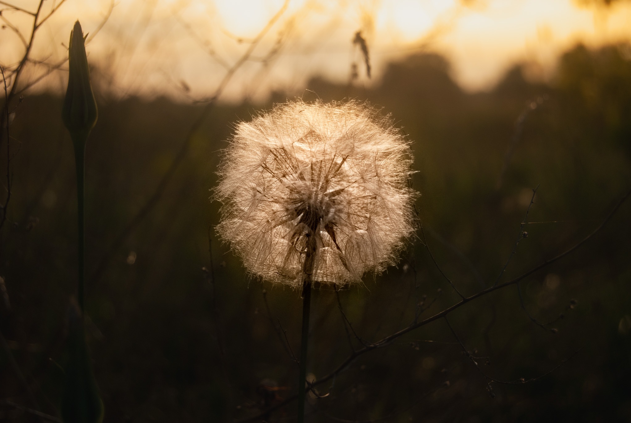 Natura uchwycona w kadrze