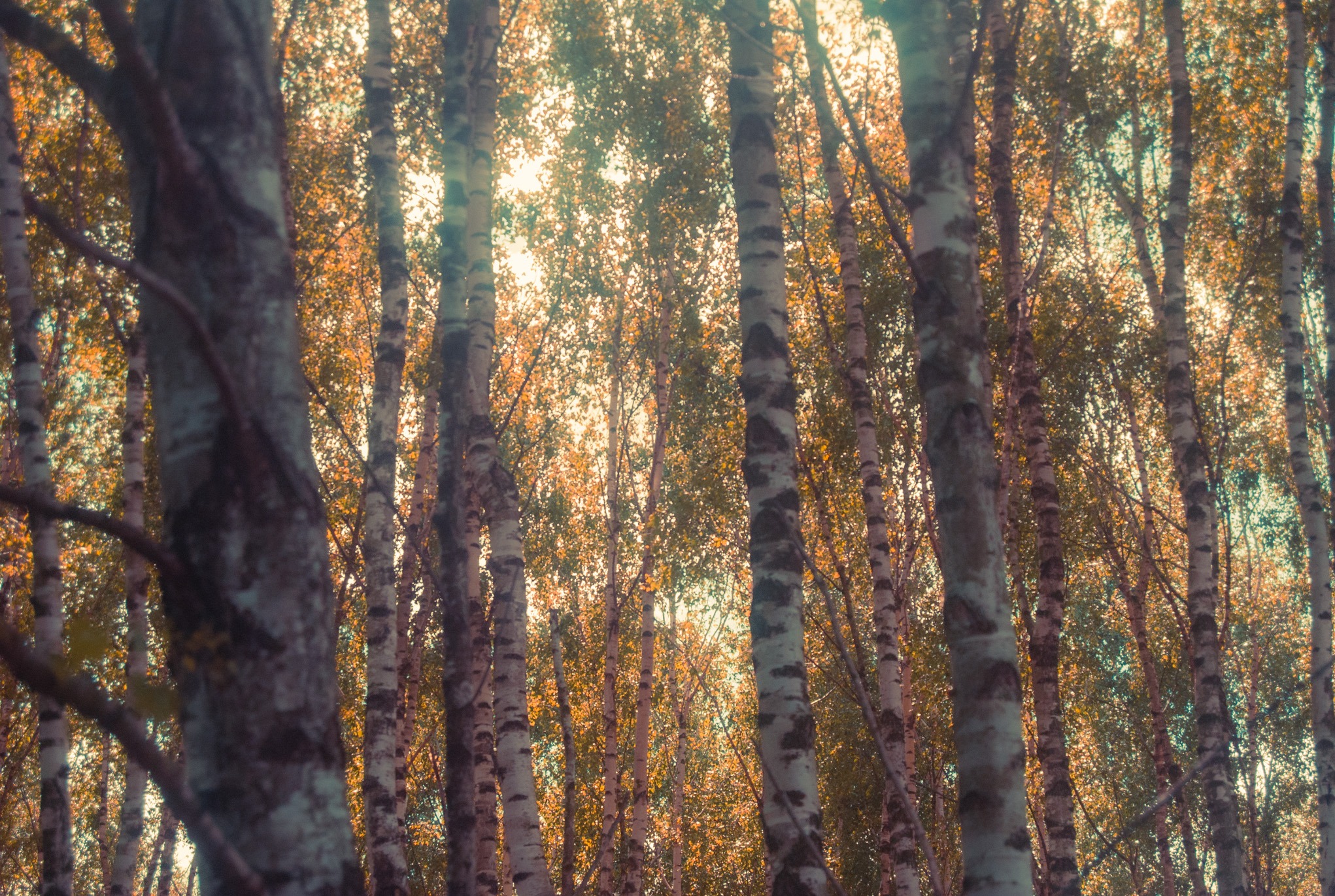 Piękno liści brzozy