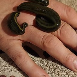 Usługi pielęgniarskie NZOZ mgr Beata Kluczkiewicz Zielona Góra - Hirudoterapia: trzy pijawki medyczne na dłoni, blisko wzorzystego ręcznika. Widoczne segmenty ciała pijawek i faktura skóry dłoni.