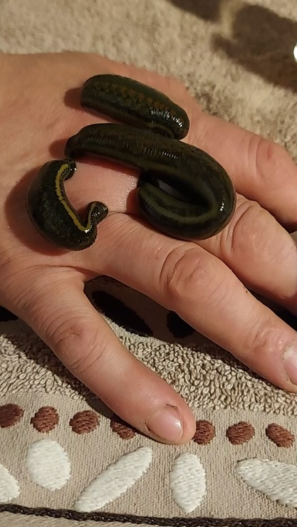 Hirudoterapia: trzy pijawki medyczne na dłoni, blisko wzorzystego ręcznika. Widoczne segmenty ciała pijawek i faktura skóry dłoni.