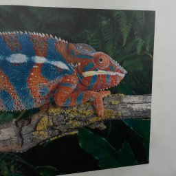 iWallDesign Kamil Musioł - Zdjęcie przedstawia barwnego kameleona lamparciego na gałęzi z mchem, z zielonym, rozmytych tłem roślinnym. Widoczny fragment białej ściany z prawej strony kadru.