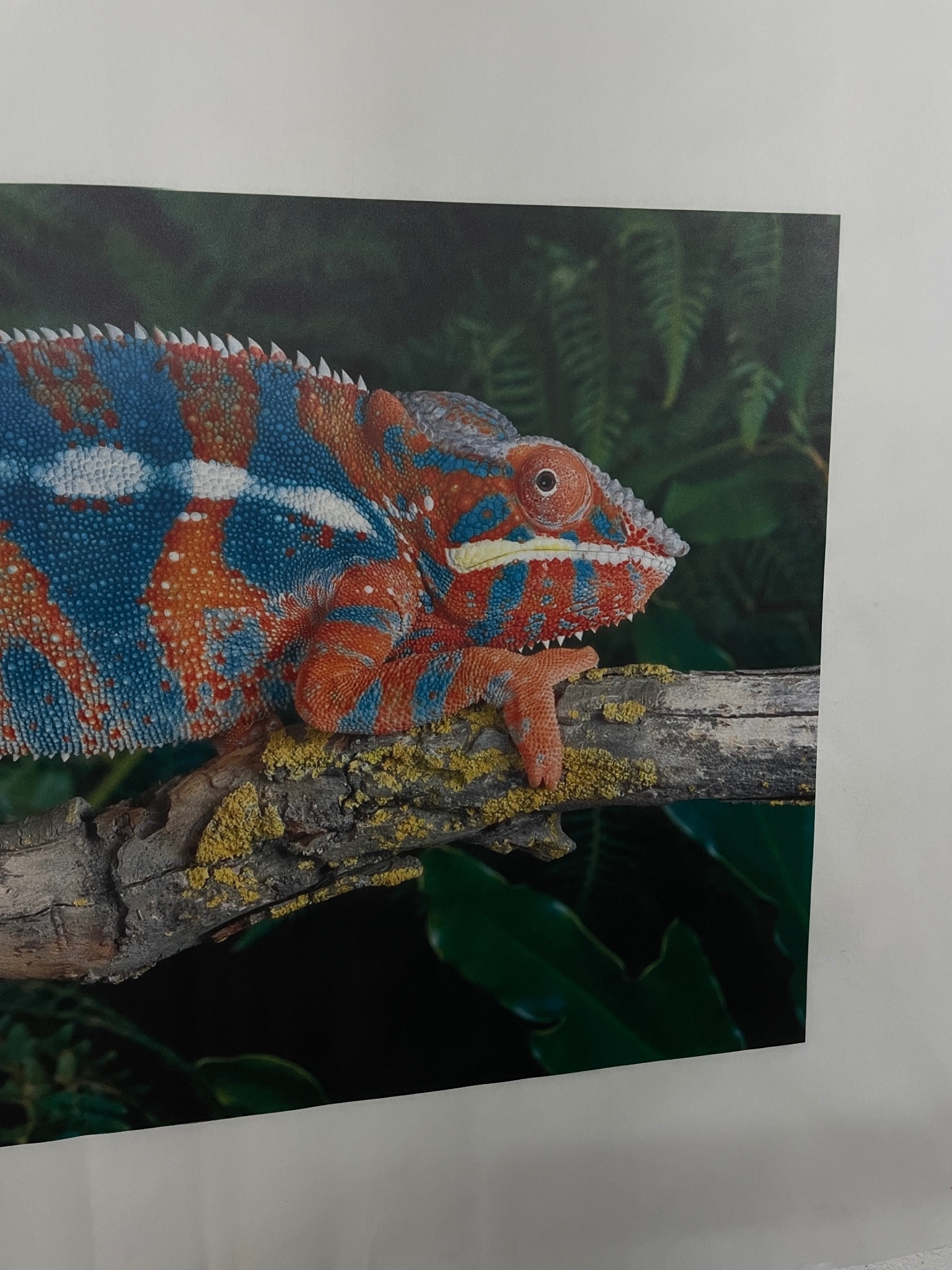 Zdjęcie przedstawia barwnego kameleona lamparciego na gałęzi z mchem, z zielonym, rozmytych tłem roślinnym. Widoczny fragment białej ściany z prawej strony kadru.