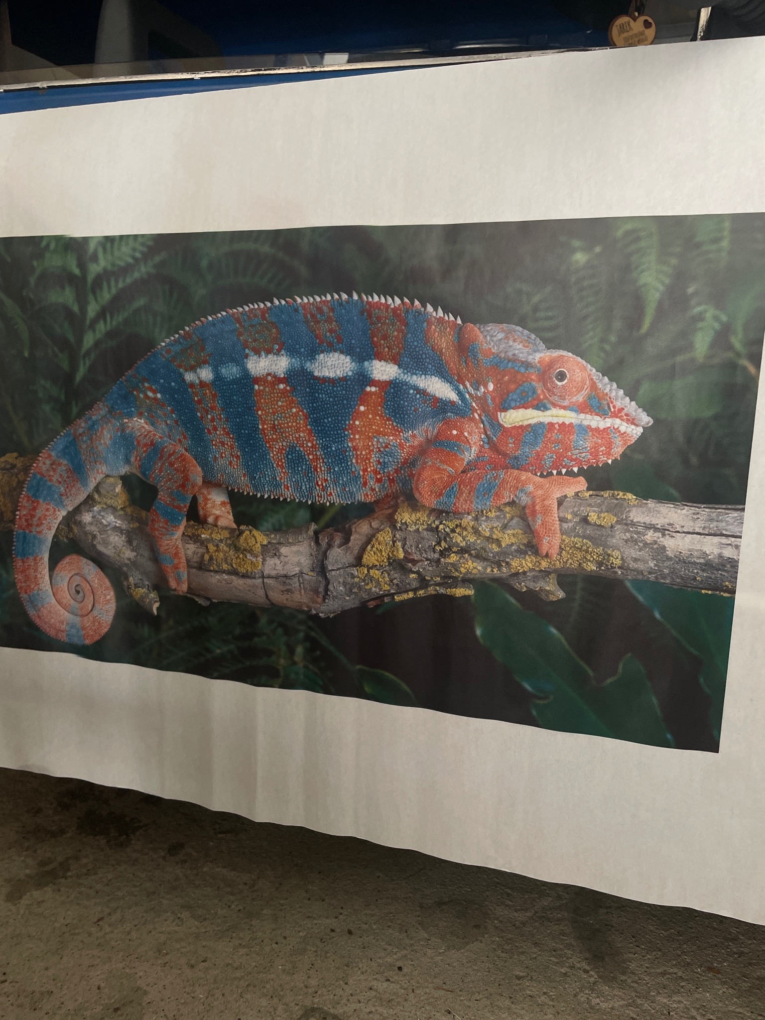 Druk wielkoformatowy przedstawiający kameleona na gałęzi z zielonym tłem, wydrukowany na białym arkuszu papieru, leżącym na szarej powierzchni.