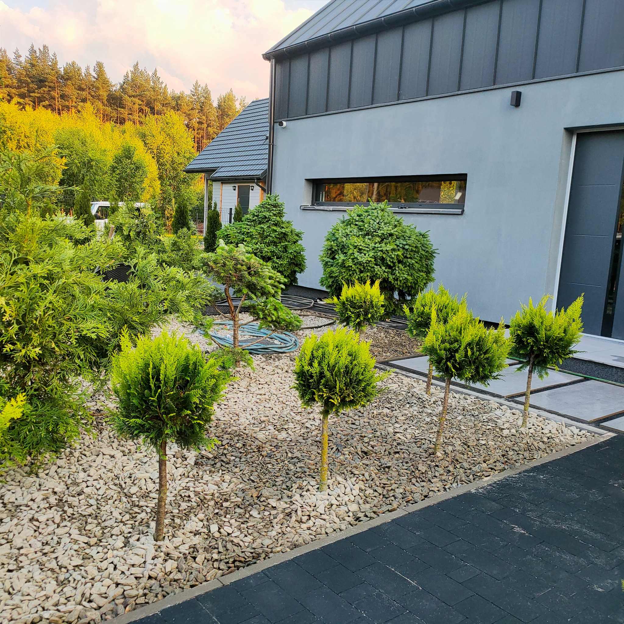 Nowoczesny ogród z kulistymi tujami na żwirowym podłożu, obok domu z szarą elewacją i czarną kostką brukową. W tle drzewa i krzewy.