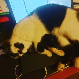 Tomek - Montaż ogrodzenia Białobrzegi