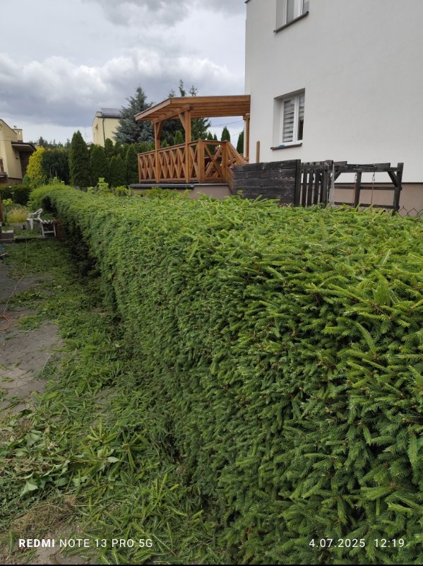 Przycięty żywopłot z iglaków przed białym domem z drewnianym tarasem. Na ziemi leżą ścięte gałązki, co sugeruje niedawne strzyżenie.