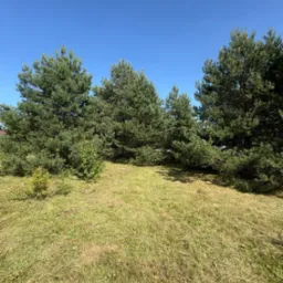 Świeżo skoszona trawa przed grupą sosen w słoneczny dzień. Krótko przycięta trawa, zielone drzewa iglaste, błękitne niebo. Widok na ogród po koszeniu.