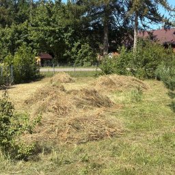 SEBASTIAN PALAK - Świeżo skoszone, wysuszone źdźbła trawy leżące na nierównym trawniku w słoneczny dzień. W tle drzewa i częściowo widoczny dach domu.