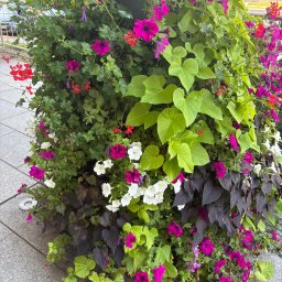 SEBASTIAN PALAK - Bogata kompozycja kwiatowa w donicy: petunie w odcieniach fioletu, czerwone pelargonie, białe kwiaty i ozdobne liście tworzą barwną, miejską dekorację.