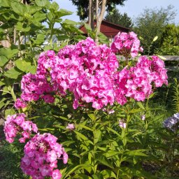 SEBASTIAN PALAK - Kępa różowych floksów w pełnym rozkwicie, z widocznymi zielonymi łodygami i liśćmi. Tło stanowi ogród z elementami architektury ogrodowej i roślinnością.