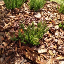 SEBASTIAN PALAK - Kępy zielonych roślin iglastych na rabacie wysypanej korą drzewną, oświetlone słońcem. Fragment trawnika w tle. Dekoracyjne nasadzenia w ogrodzie.