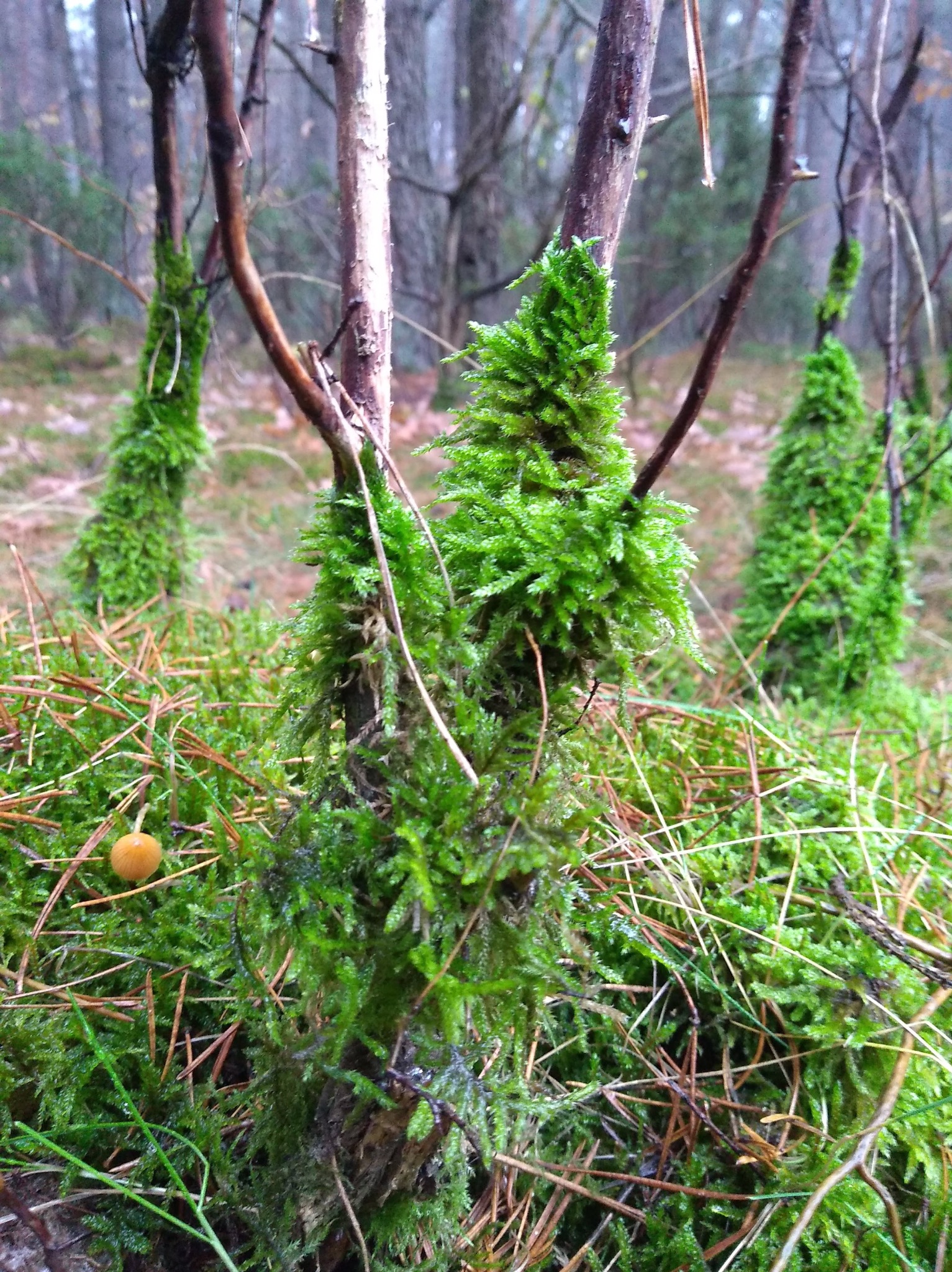 Mech porastający pnie drzew w lesie, igliwie na ziemi, mały grzyb. Bliskie ujęcie, podkreślające naturalną teksturę i detale leśnego runa.