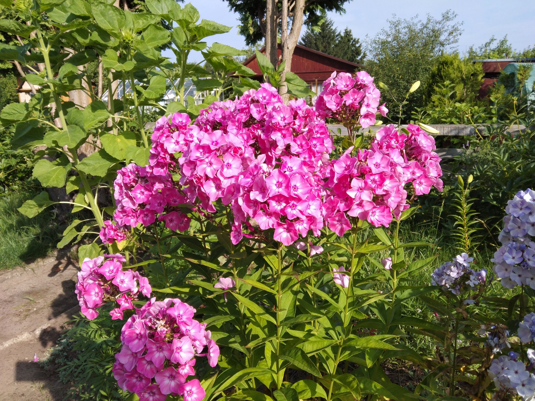 Kępa różowych floksów w pełnym rozkwicie, z widocznymi zielonymi łodygami i liśćmi. Tło stanowi ogród z elementami architektury ogrodowej i roślinnością.
