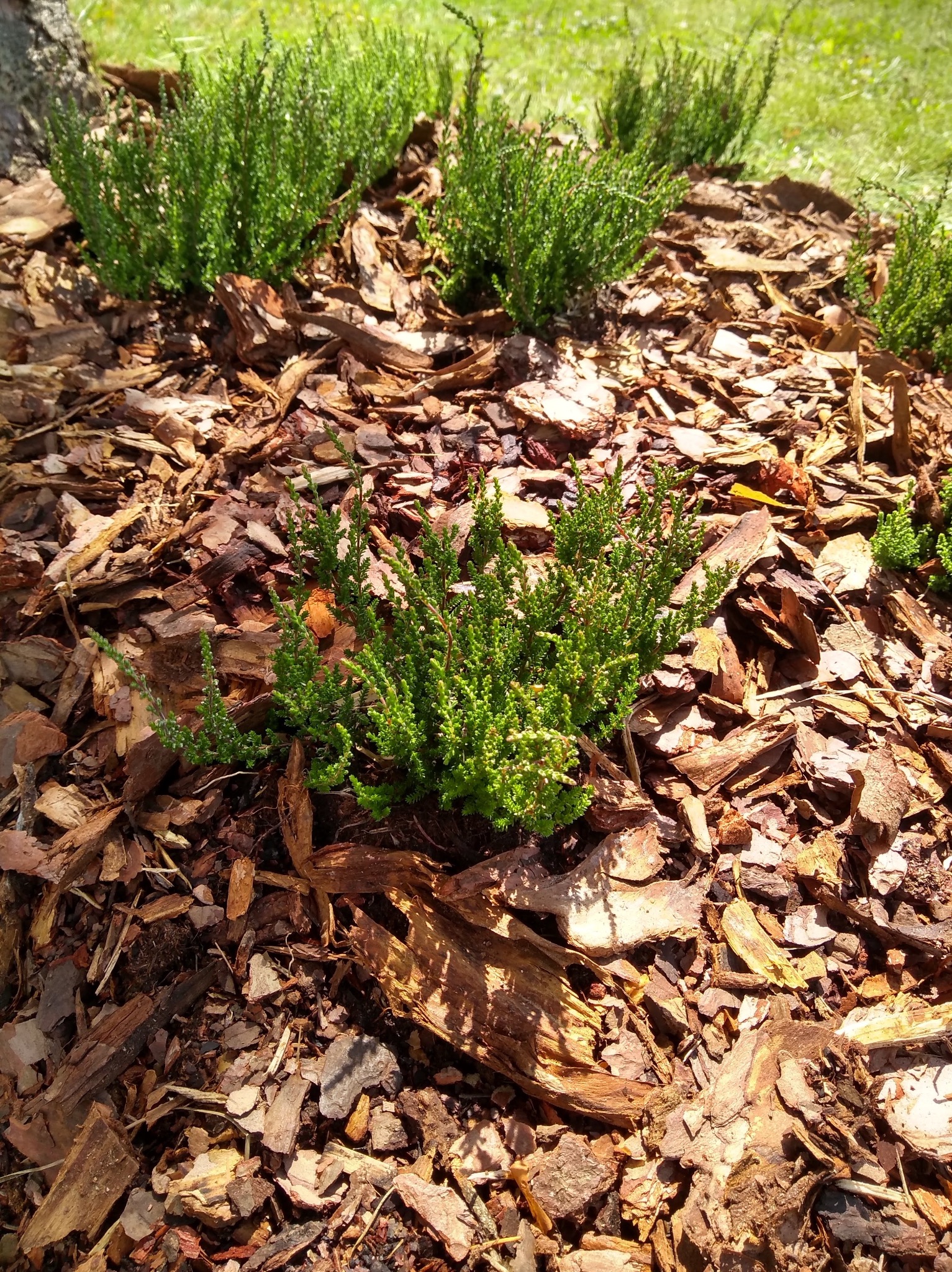 Kępy zielonych roślin iglastych na rabacie wysypanej korą drzewną, oświetlone słońcem. Fragment trawnika w tle. Dekoracyjne nasadzenia w ogrodzie.