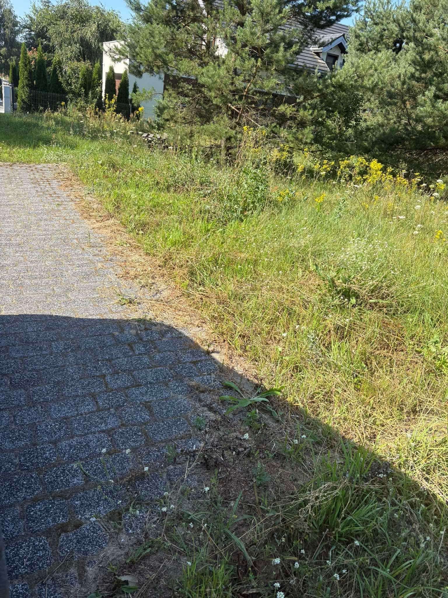 Zarośnięty fragment ogrodu z kostką brukową w słoneczny dzień. Widoczne chwasty i trawa wymagająca pielęgnacji, w tle drzewa i budynek.