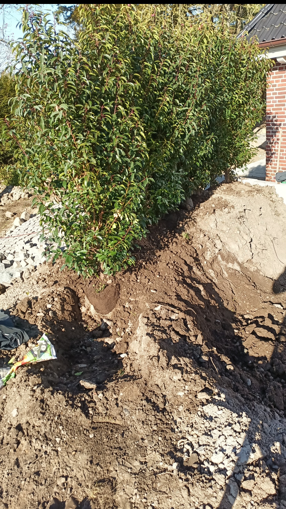 Sadzenie drzewek w ziemi, widok na przygotowane dołki i rząd zielonych krzewów, częściowo w cieniu. Prace ziemne w ogrodzie, słoneczny dzień.